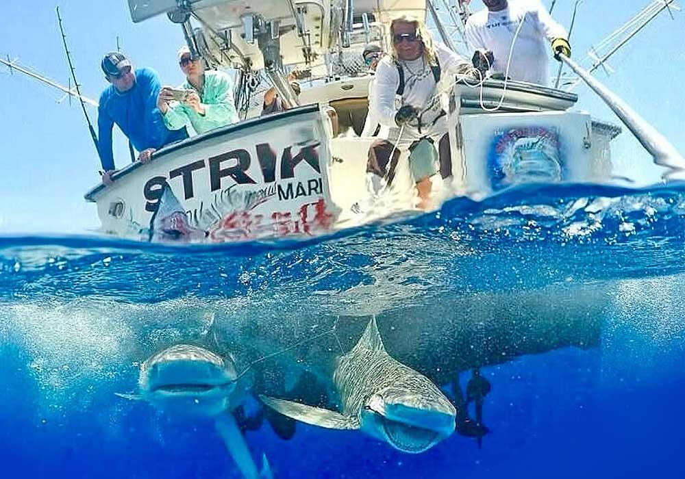 Mark The Shark charter boat guest with a monster catch