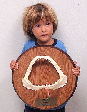 Tiger shark jaws mounted on wood plaque