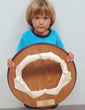 Black tip shark jaws mounted on wood plaque
