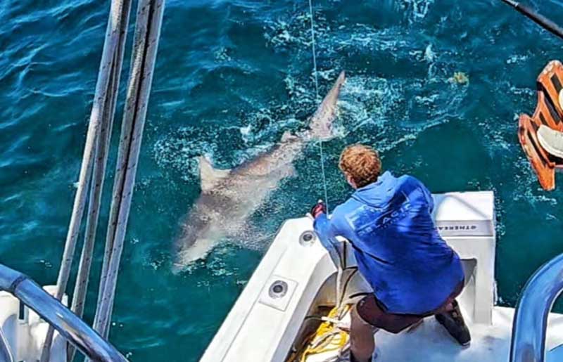 Shark fishing catch aboard Mark The Shark