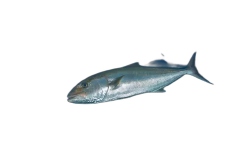 Amberjack