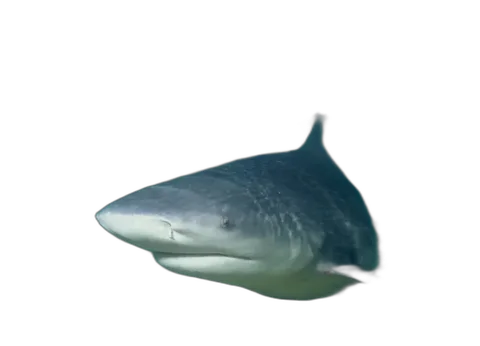 Bull Shark