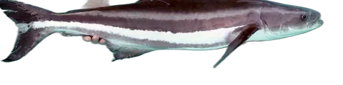 Cobia