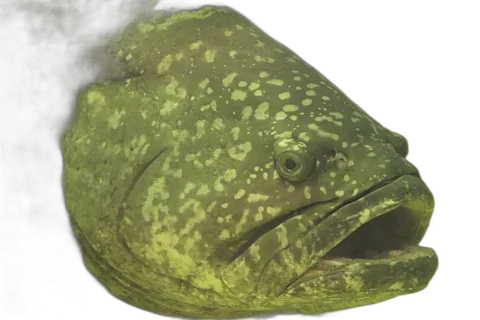 Grouper