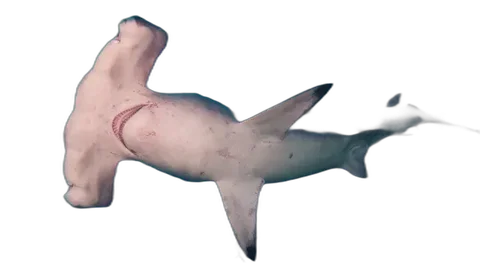 Hammerhead Shark