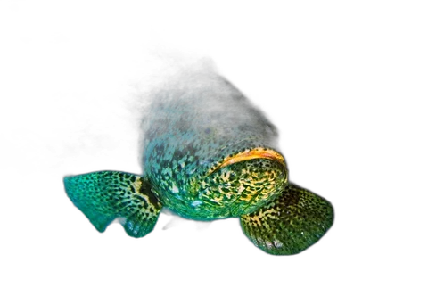 Jew Fish