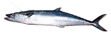 Kingfish