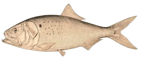 Live Bait