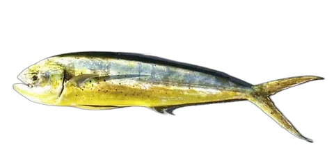 Mahi Dolphin