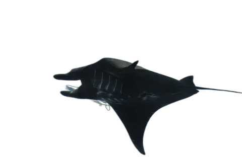 Manta Ray