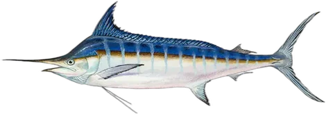 Marlin