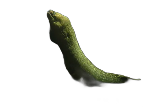 Moray Eel