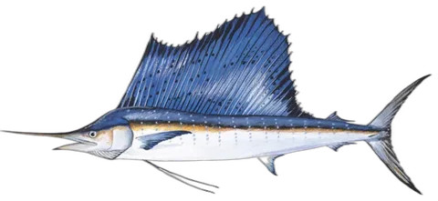 Sailfish