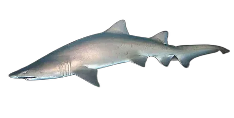 Sand Shark