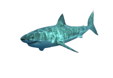 Shark