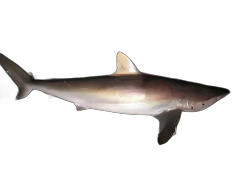 Silky Shark