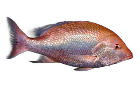 Snapper
