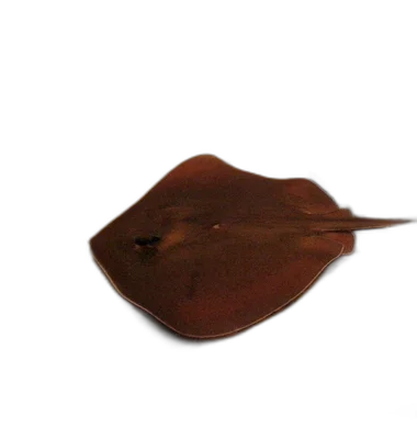 Stingray