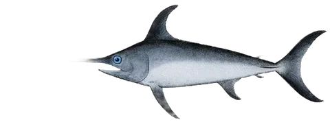 Swordfish