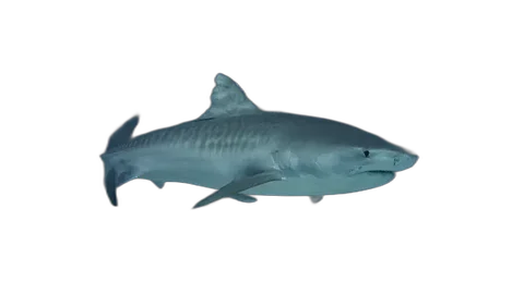 Tiger Shark