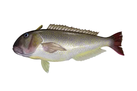 Tilefish