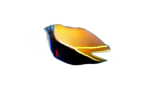 Trigger Fish